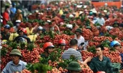 八喜大集助力農產銷售，金秋豐收季瓜果更香甜